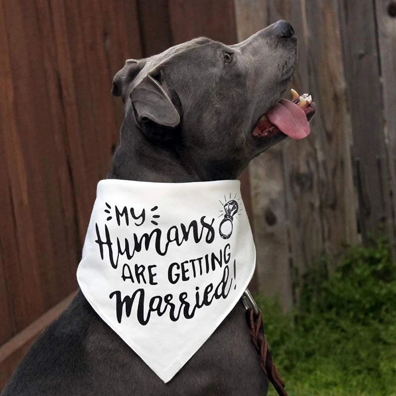 My Humans are Getting Married  - Dog Bandana Scarf incelemesi ve fiyatı