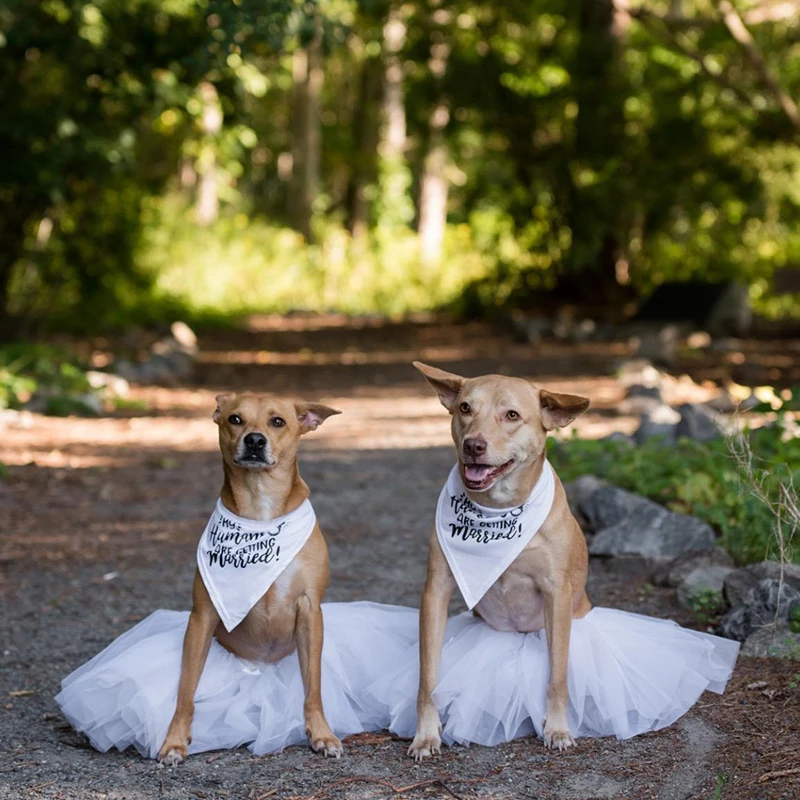 My Humans are Getting Married  - Dog Bandana Scarf incelemesi ve fiyatı